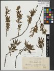 Foto von Salix alba L. x Salix fragilis L.